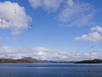 Seagull flying over sea against sky