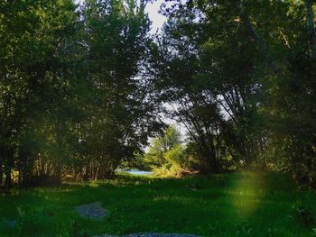 Trees growing on field in forest