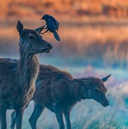 Bird perching on deer