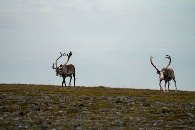 Deer standing on field