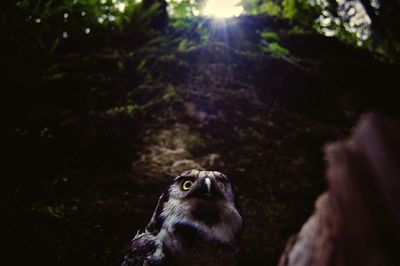 Close-up of eagle outdoors