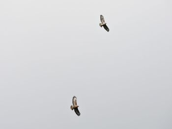 Low angle view of birds flying against clear sky