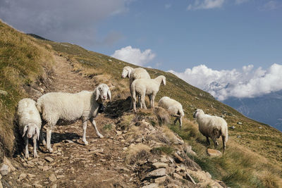 Low angle view of sheeps on mountain against sky