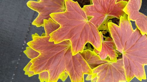 High angle view of autumnal leaves on plant