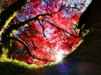 Close-up of tree trunk during autumn