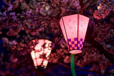 Close-up of pink cherry blossom hanging from tree