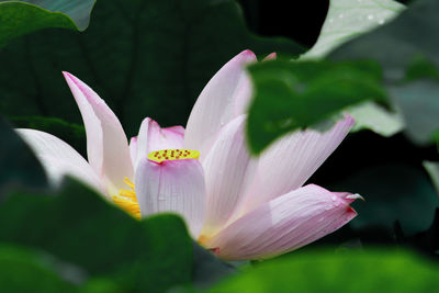 Close-up of pink lotus lily