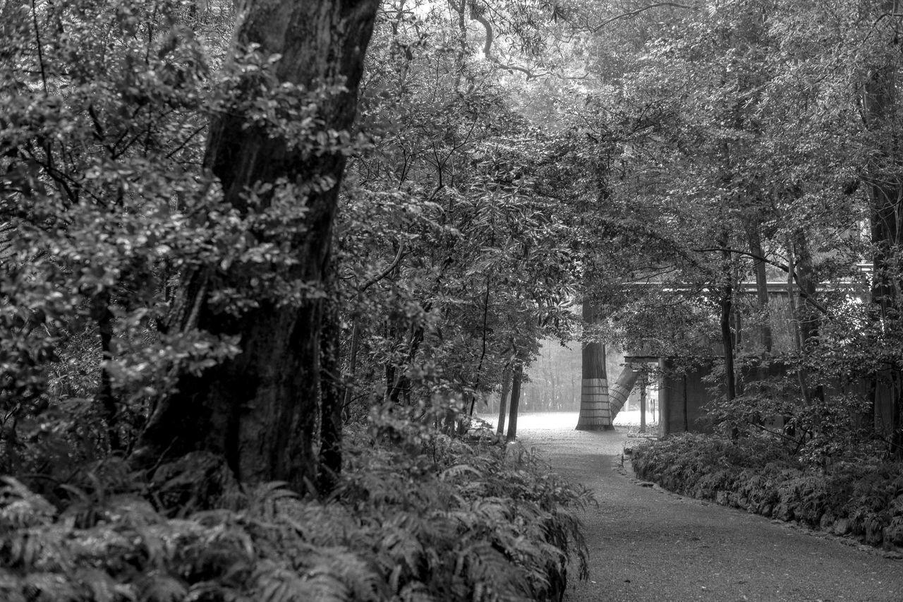 FOOTPATH IN FOREST