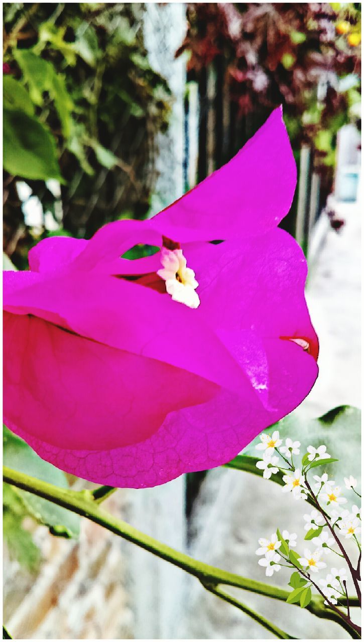 flower, focus on foreground, petal, close-up, transfer print, flower head, fragility, day, auto post production filter, pink color, outdoors, nature, toy, no people, blooming, plant, single flower, one animal, beauty in nature, yellow