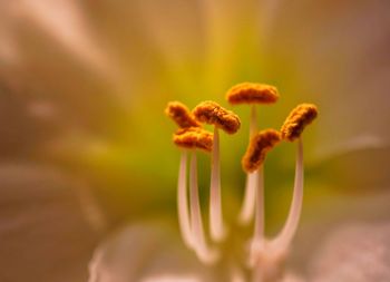 Close-up of flower