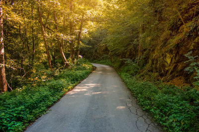 Road amidst trees in forest