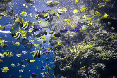 Close-up of fish in sea