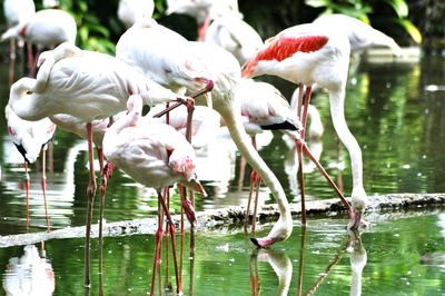 Birds in lake