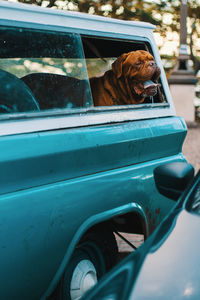 Close-up of dog looking through window