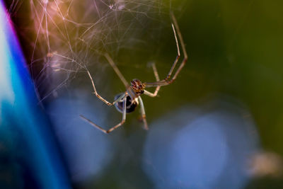 Close-up of spider on web