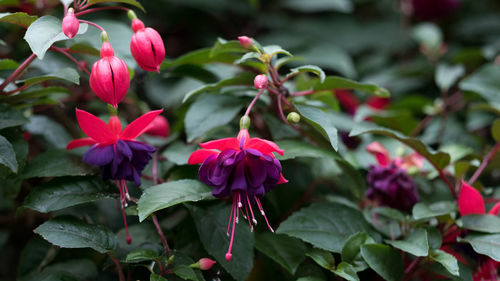 Close-up of pink flowering plants