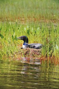 Duck swimming in lake