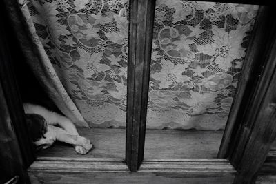 Cat looking up at home