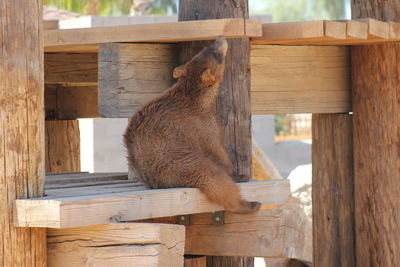 Cat on wood