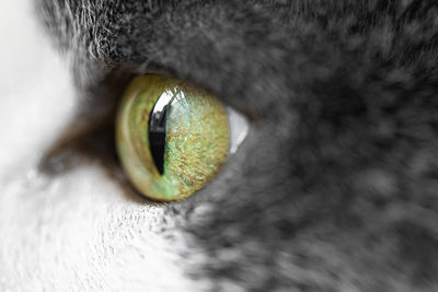 Close up cat eye looking out the window