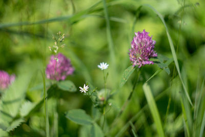 Close-up of purple flowering plant on field