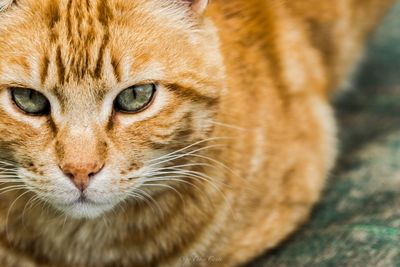 Close-up portrait of cat