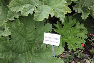 Close-up of green leaves with text on plant