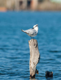 Seagull perching on sea