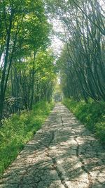 Footpath amidst trees in forest