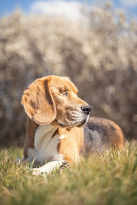Dog looking away on field