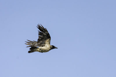 Low angle view of eagle flying against clear blue sky