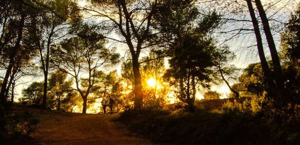 Trees on landscape against sunset sky