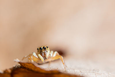 Close-up of spider