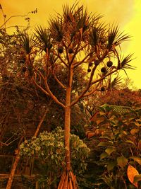 Close-up of tree against sky