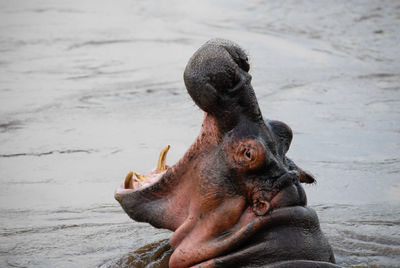 Close-up of hippopotamus in lake