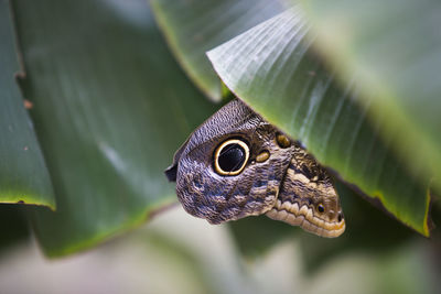 Close-up of butterfly on plant