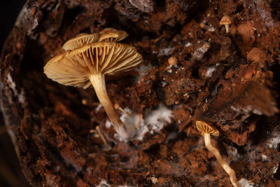mushroom