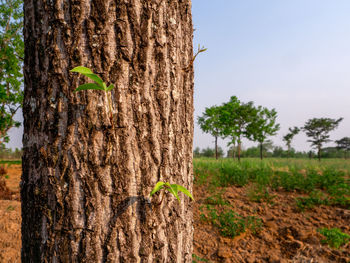 View of tree trunk on field