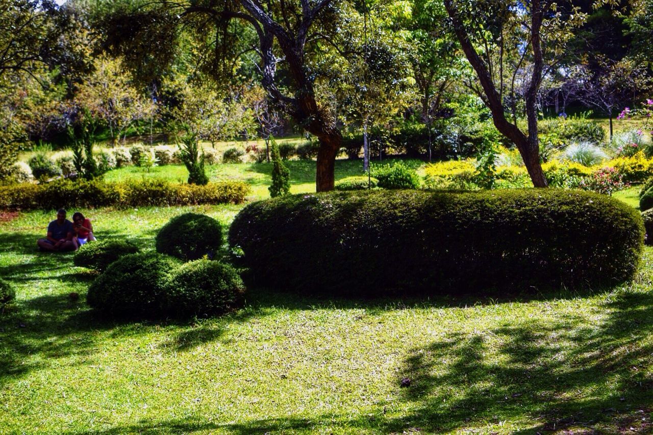 tree, grass, growth, green color, field, tranquility, nature, park - man made space, tranquil scene, landscape, beauty in nature, grassy, sunlight, scenics, shadow, park, incidental people, plant, day, outdoors