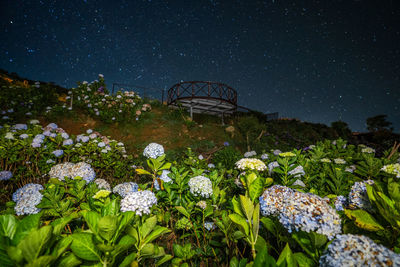 Close-up of flowering plants on field