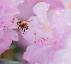 Close-up of bee pollinating on pink flower