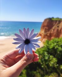 Close-up of hand holding flowering plant against sea