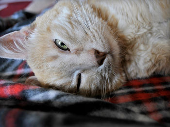 Close-up portrait of a cat