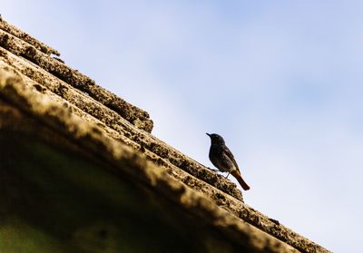 Low angle view of bird perching on wall against sky