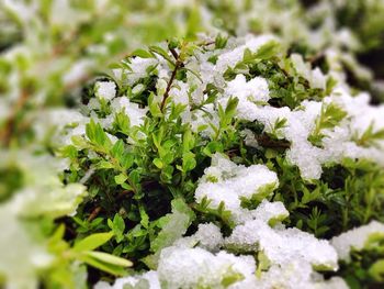 Close-up of snow on plant during winter