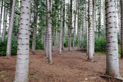 Trees in forest