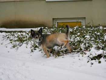 Dog on snow field