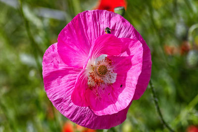 Close-up of pink pollinating flower