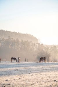 Horse in a field