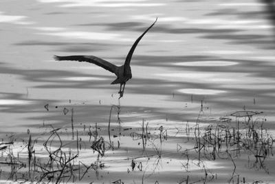 Birds flying over plants against sky